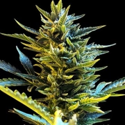 Bride Cake Auto Autoflowering cannabis flower bud by G13 Labs Seeds