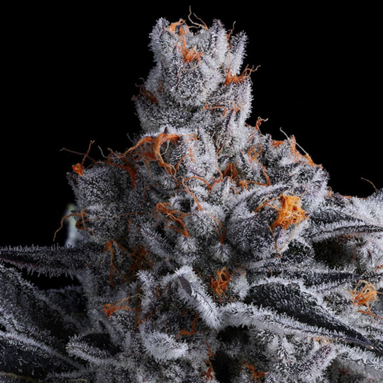 High MARS – Anesia Seeds – Feminizowane