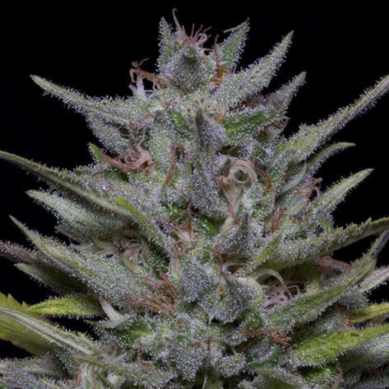 Trippy Pebbles – Bighead Seeds – Feminizowane