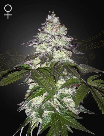 MILKY DREAMS Feminized cannabis flower bud by Greenhouse Seed Co