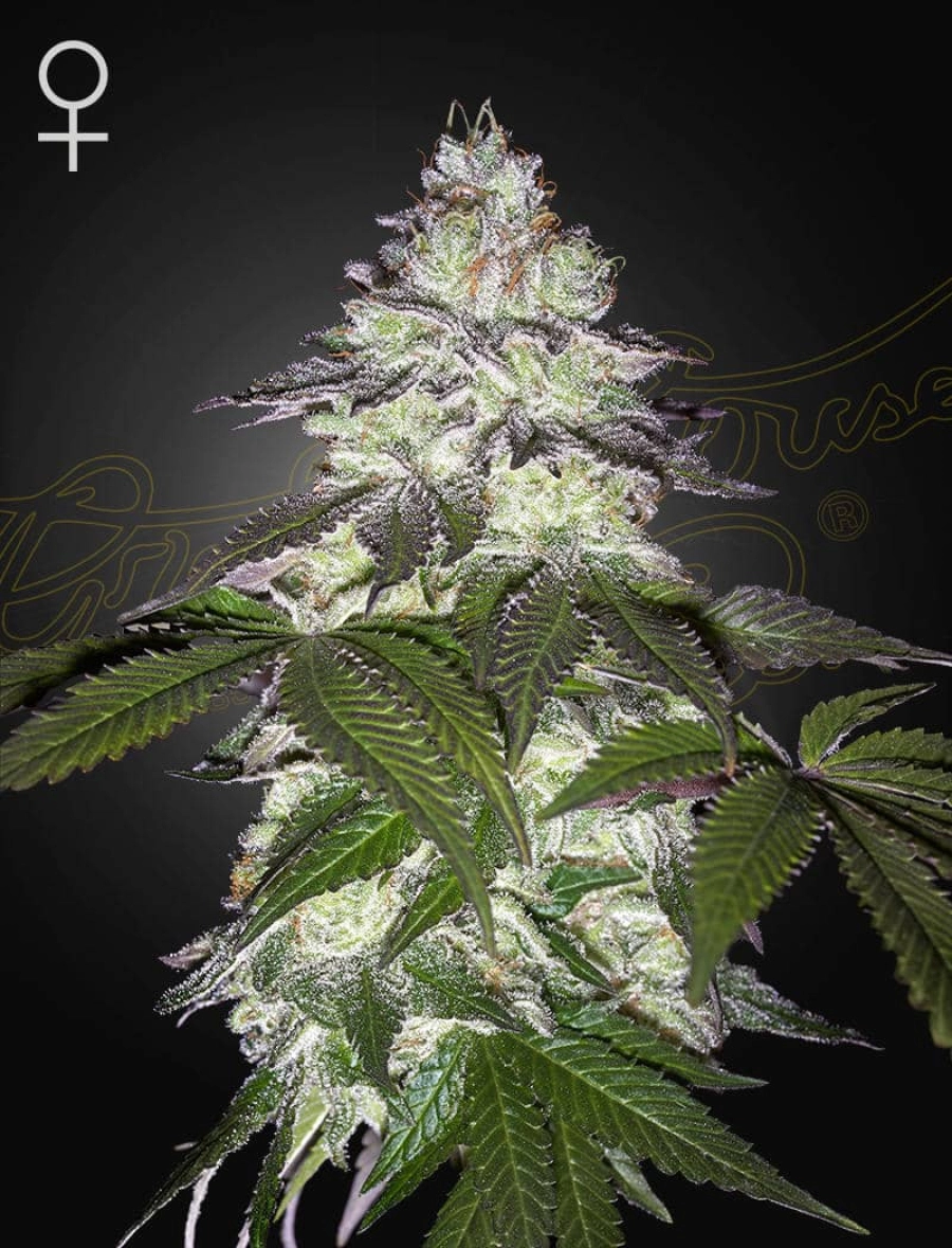 MILKY DREAMS – Greenhouse Seed Co – Feminizowane