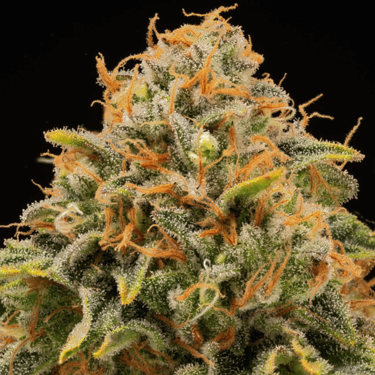 TRITON BISCOTTO LIME® – Seed Stockers – Feminizowane