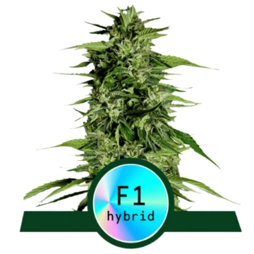 Hyperion F1 Auto Autoflowering cannabis flower bud by Royal Queen Seeds