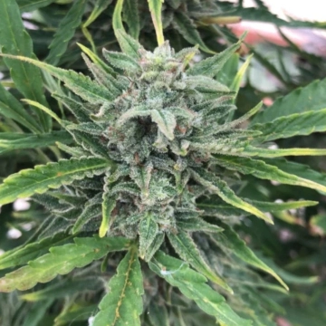 Black Apple Fritter Autoflowering cannabis flower bud by TasteBudz