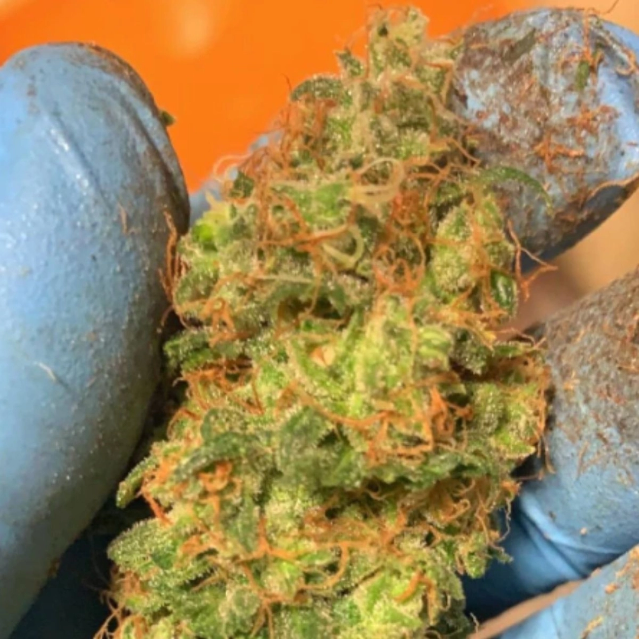 Orange Mooncake – TasteBudz – Feminizowane