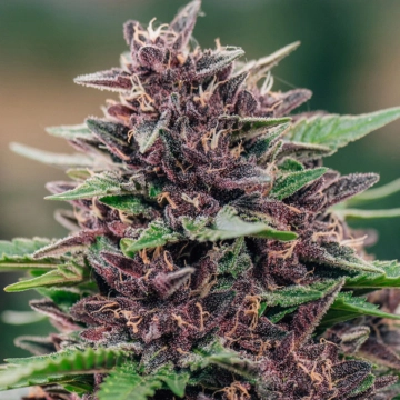 Toffee Pudding Auto Autoflowering cannabis flower bud by Anesia Seeds