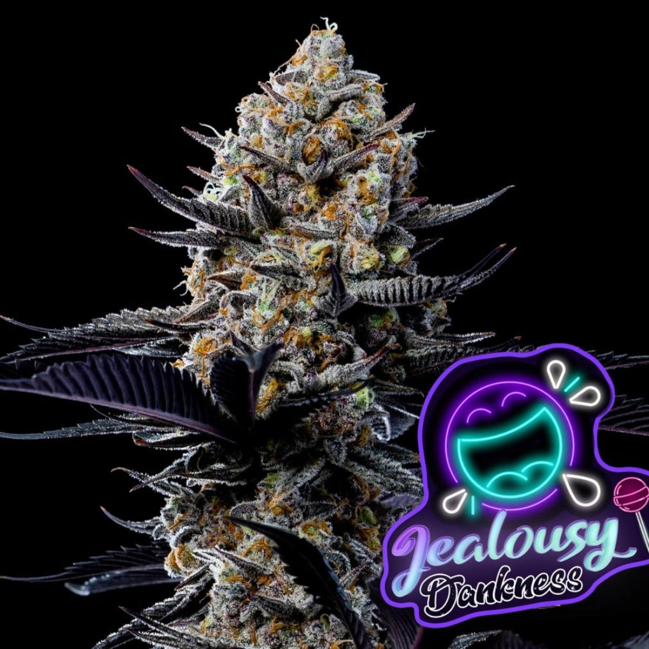 Jealousy Dankness – Anesia Seeds – Feminizowane