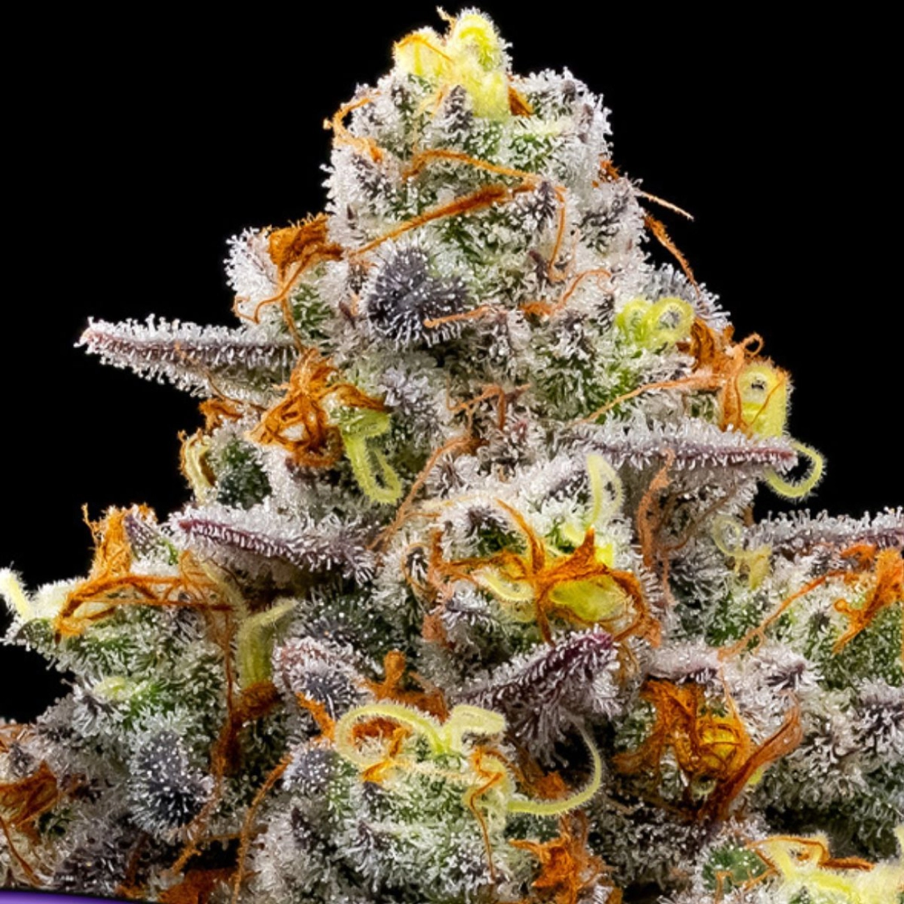 Purple Boost Highness – Anesia Seeds – Feminizowane