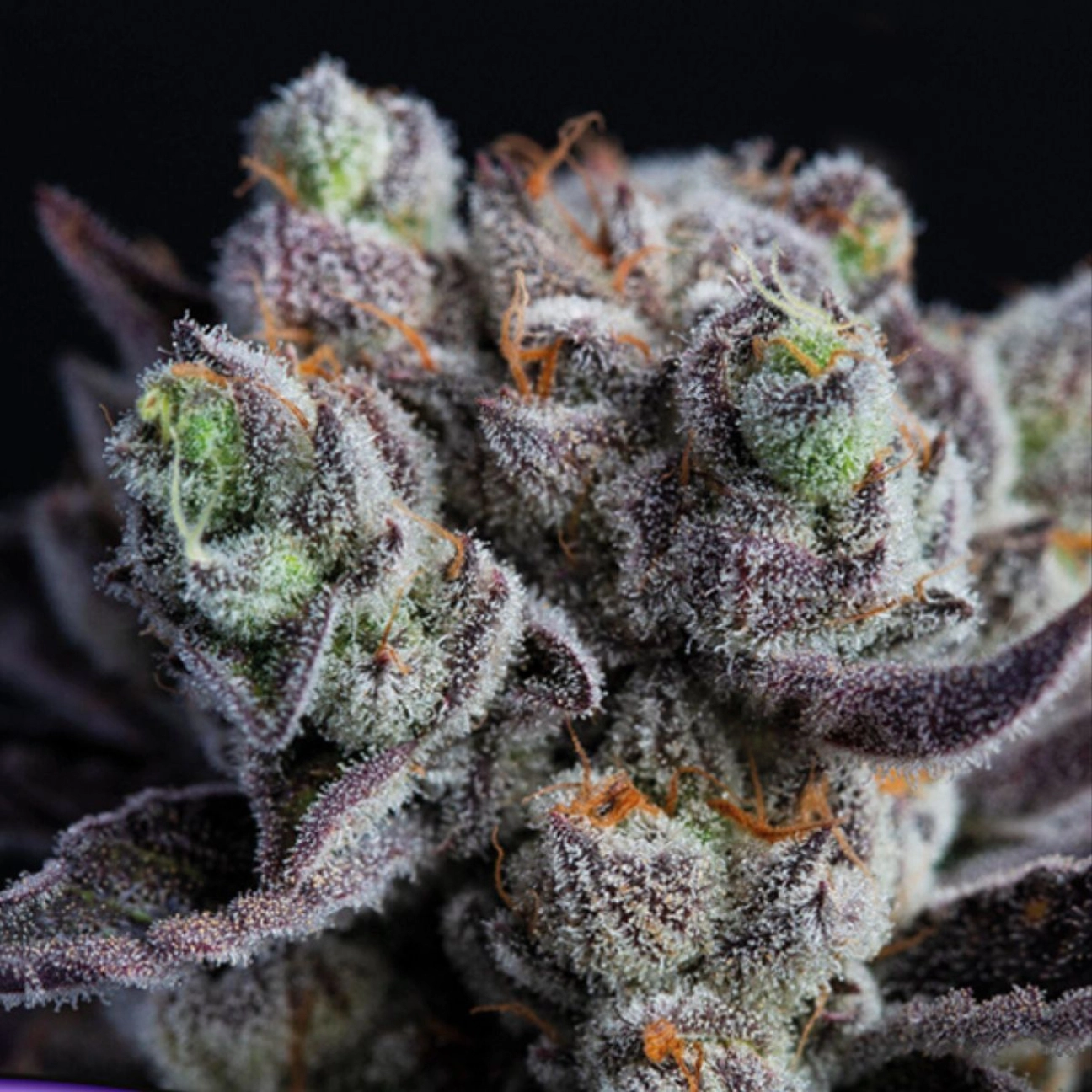 Blackberry Moonrocks® – Anesia Seeds – Feminizowane
