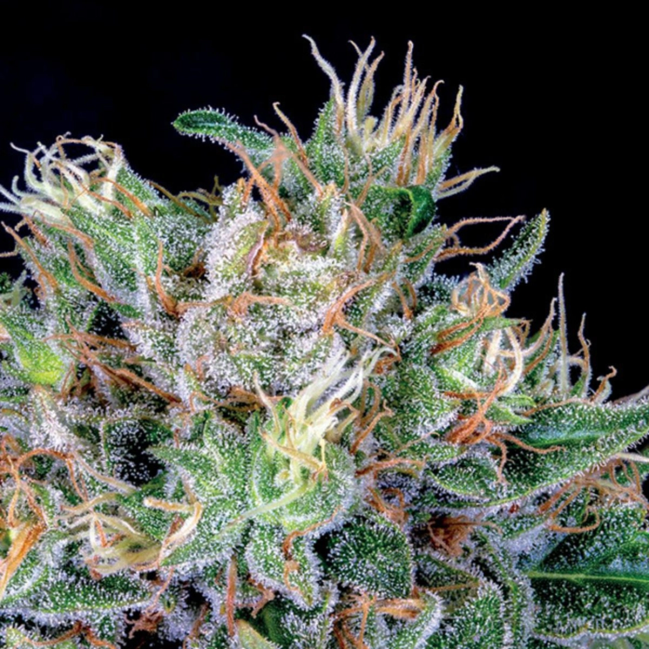 Amnesia Flash – Anesia Seeds – Feminizowane