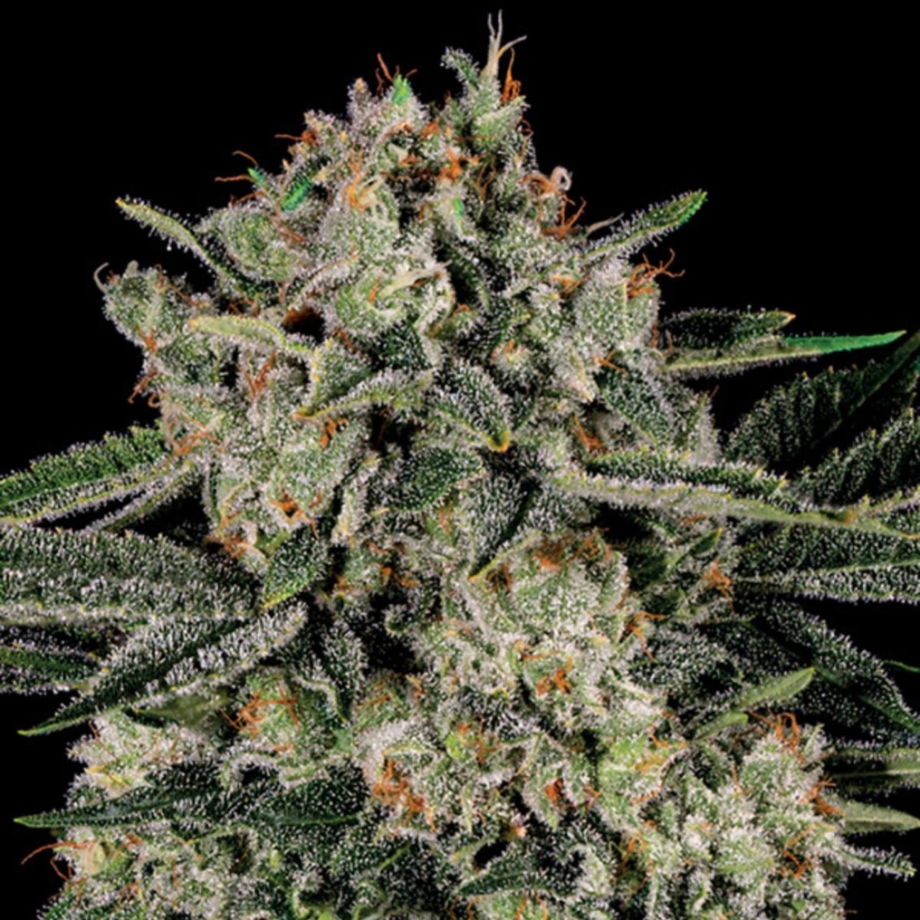 Banana MAC – Anesia Seeds – Feminizowane