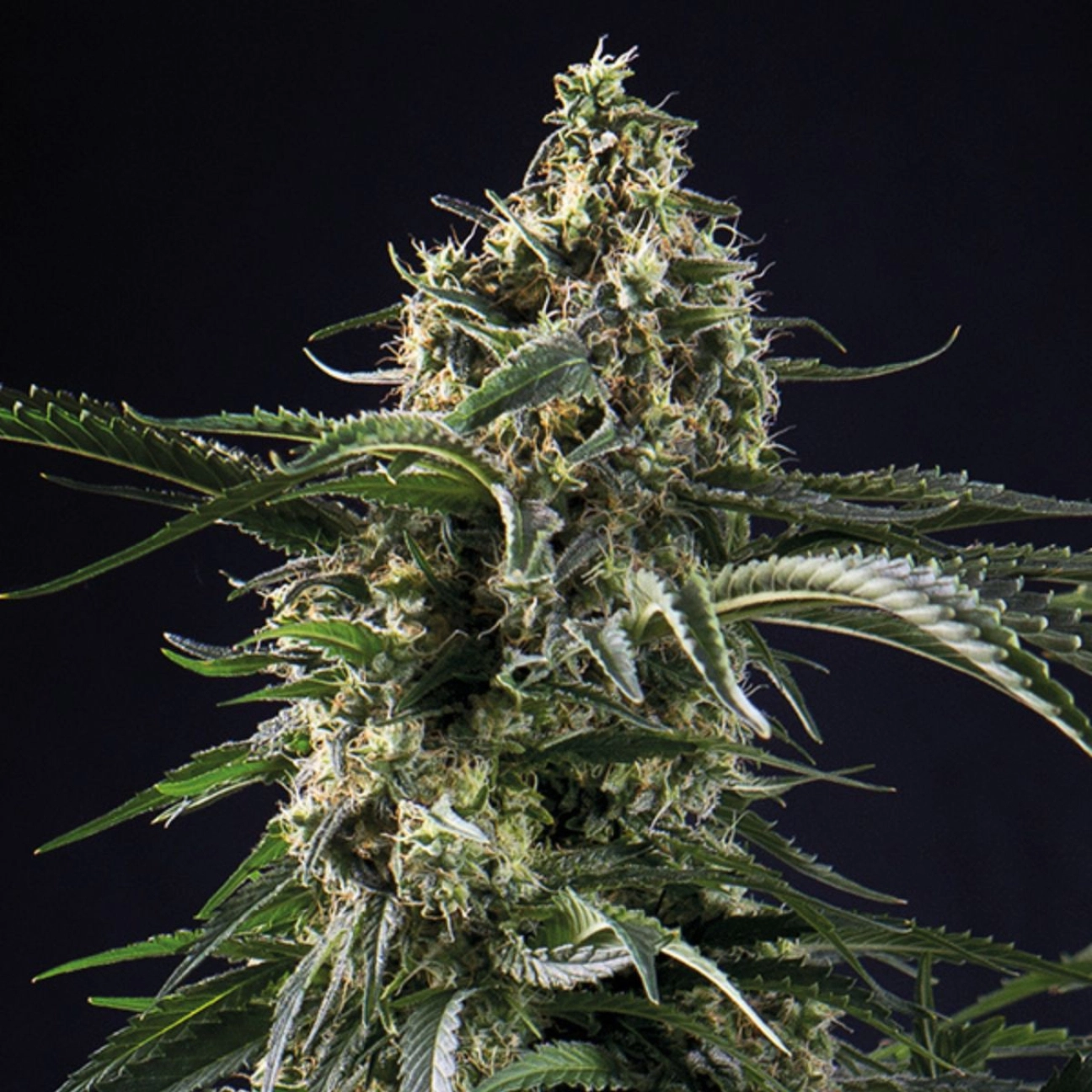 Big Bazooka – Anesia Seeds – Feminizowane