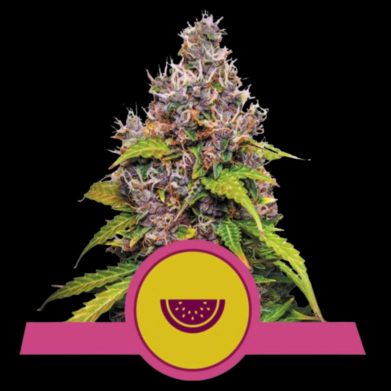 Watermelon – Royal Queen Seeds – Feminizowane