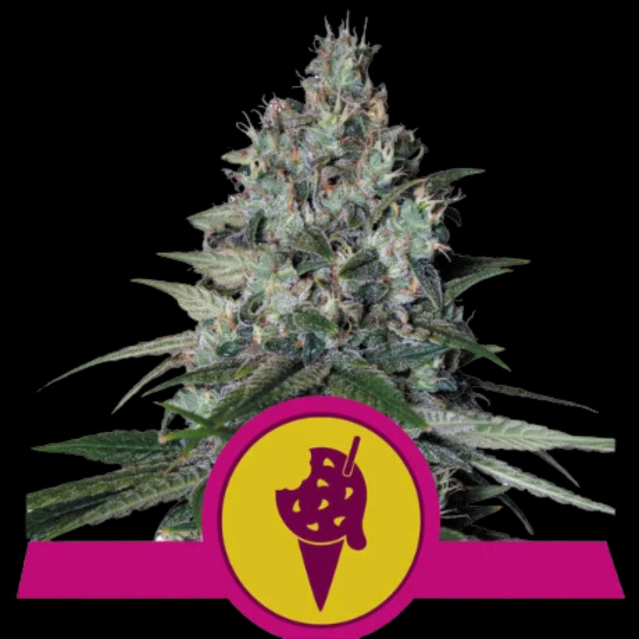 Cookies Gelato – Royal Queen Seeds – Feminizowane