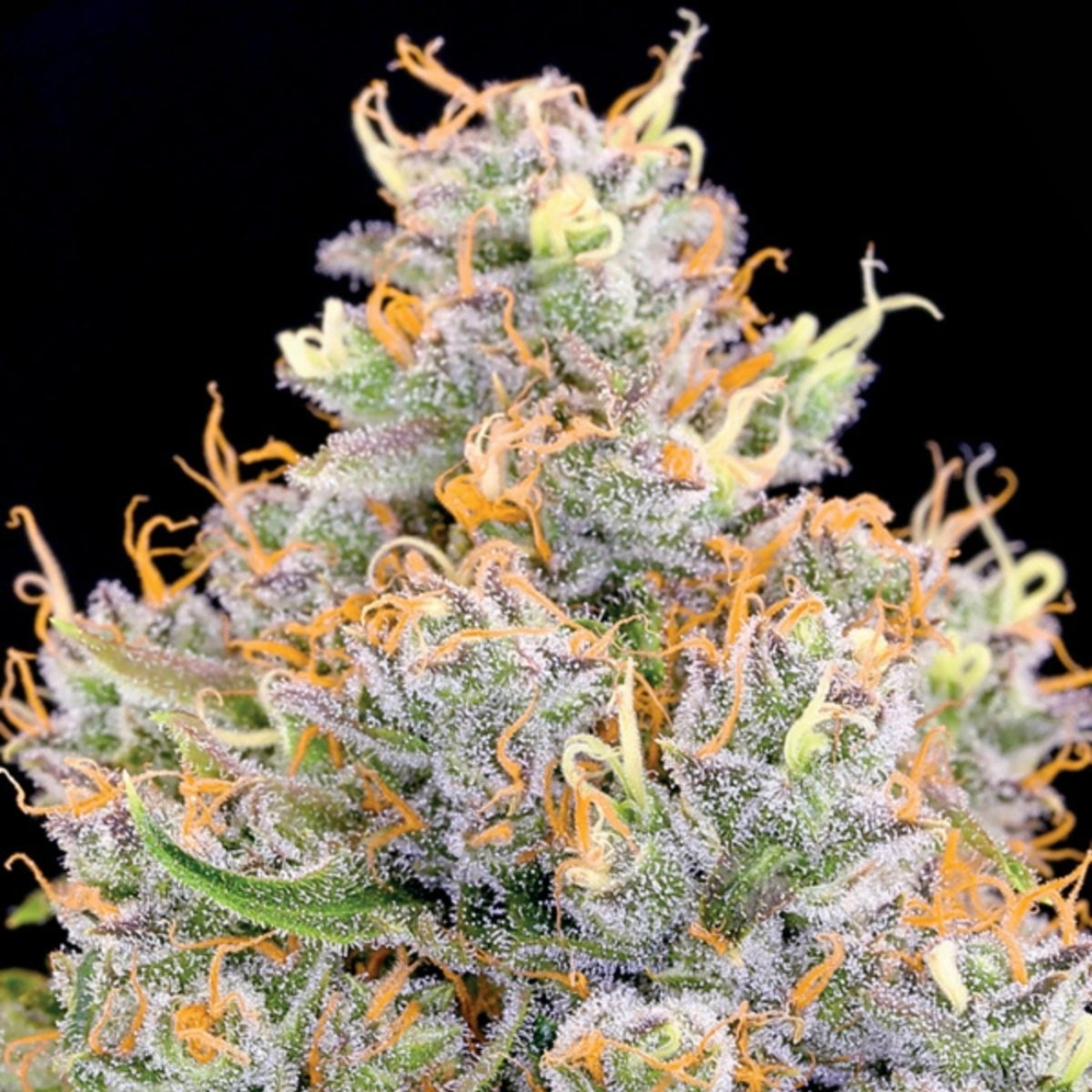 Future #1 – Anesia Seeds – Feminizowane