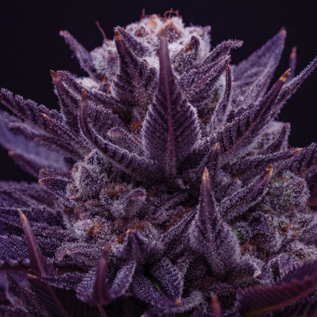 IMPERIUM X® – Anesia Seeds – Feminizowane