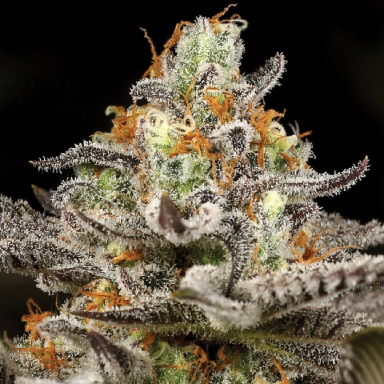 Sleepy Joe – Anesia Seeds – Feminizowane