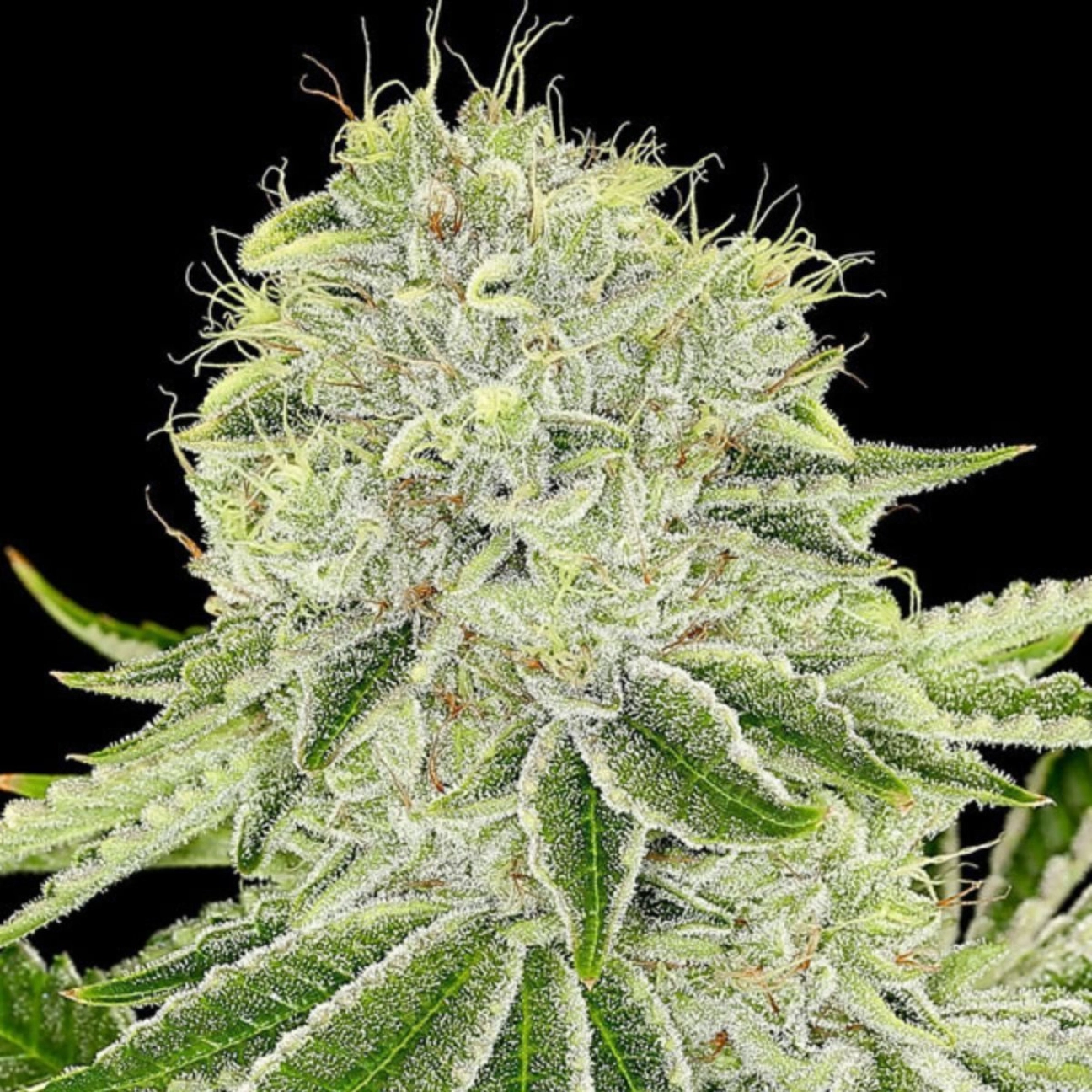 Cash Cow – Anesia Seeds – Feminizowane