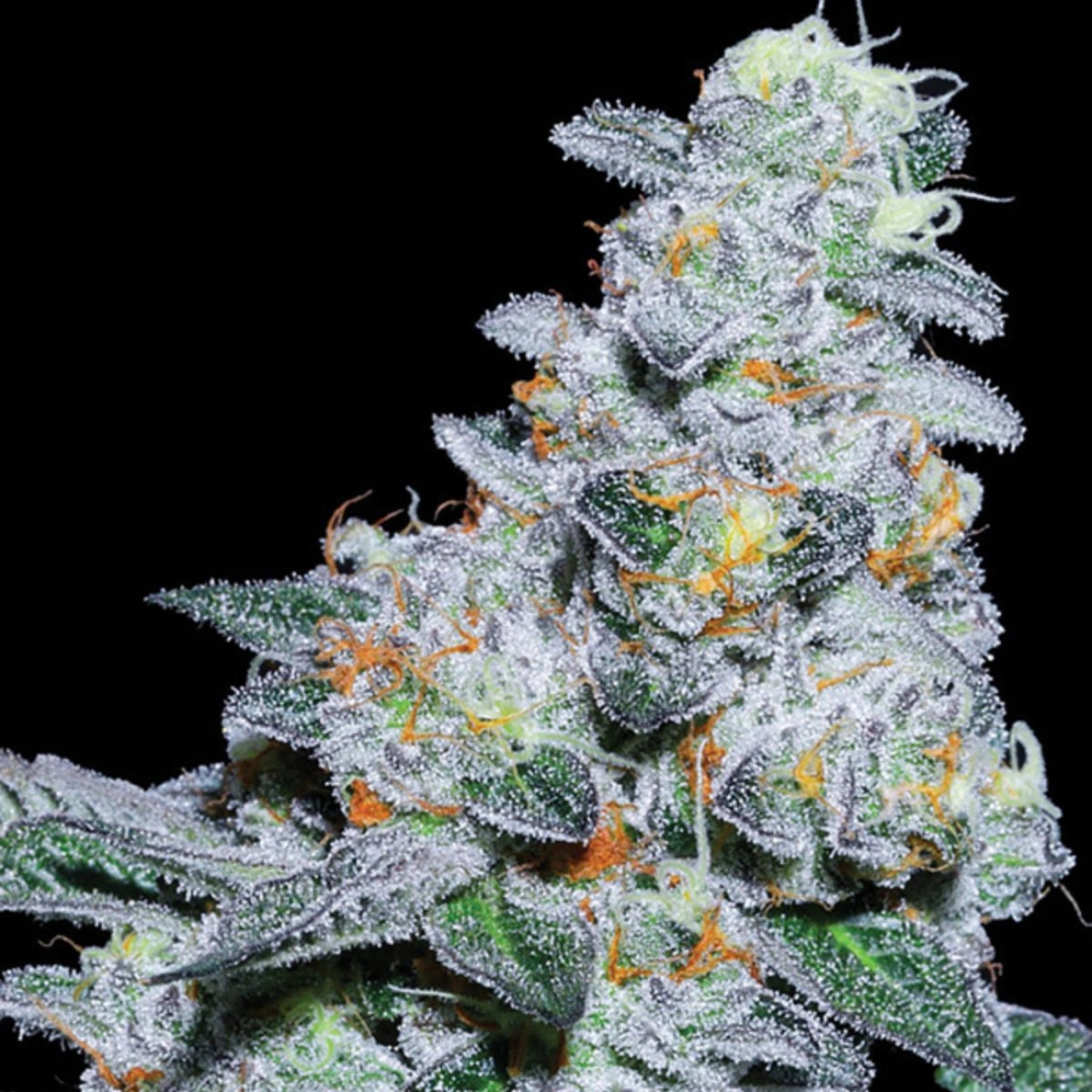 Captain Future – Anesia Seeds – Feminizowane