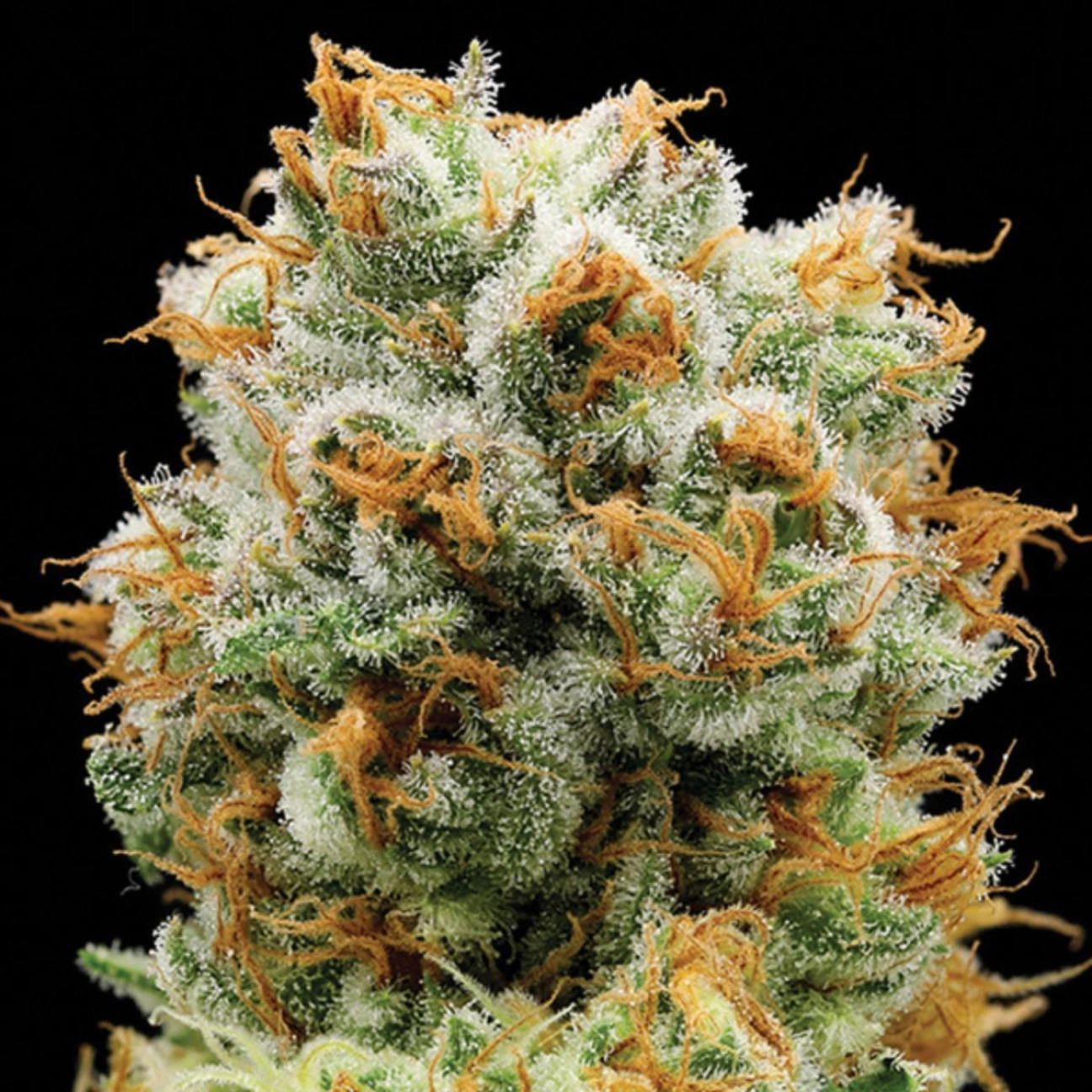 Bola Mintz® – Anesia Seeds – Feminizowane