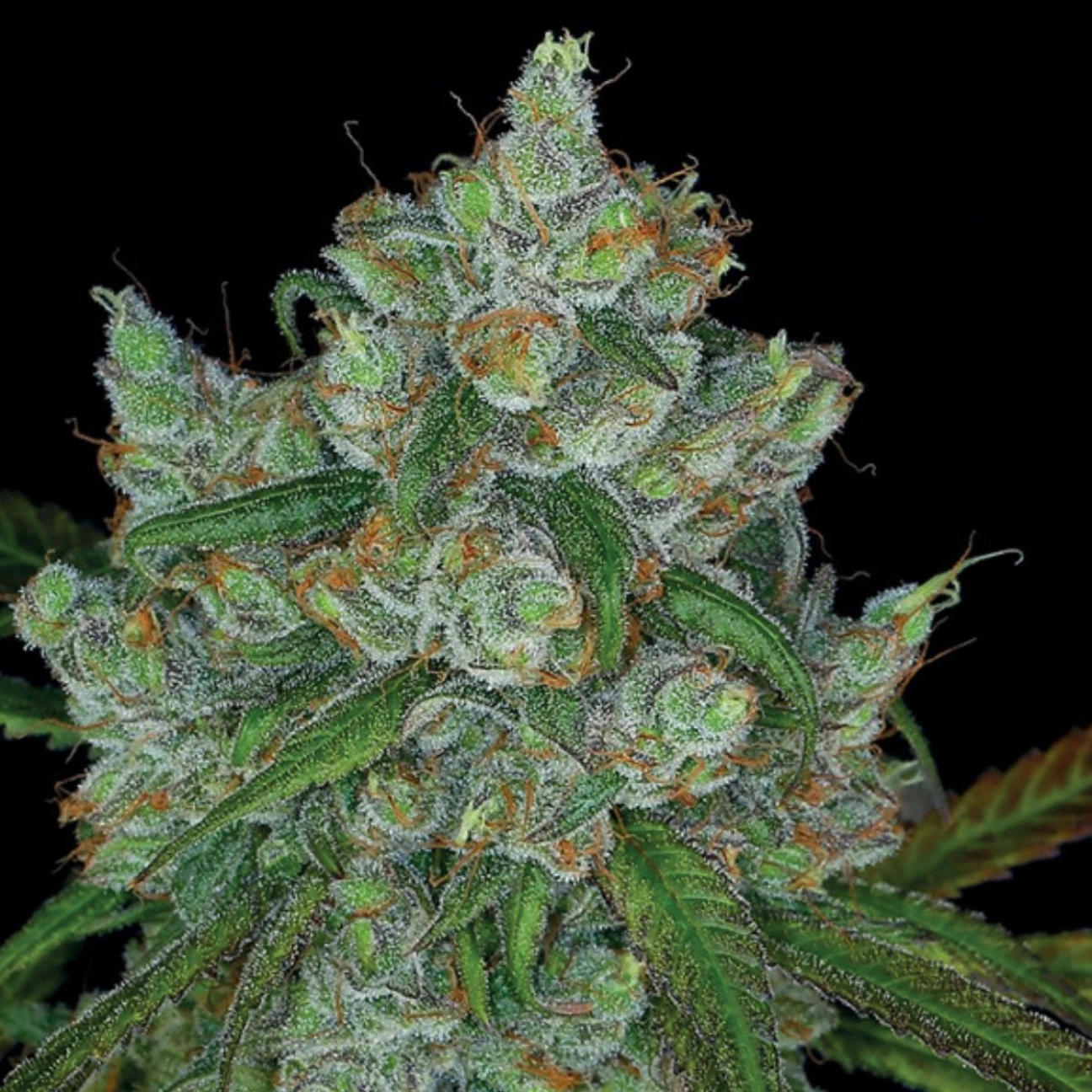 Bruce Banner #3 – Anesia Seeds – Feminizowane