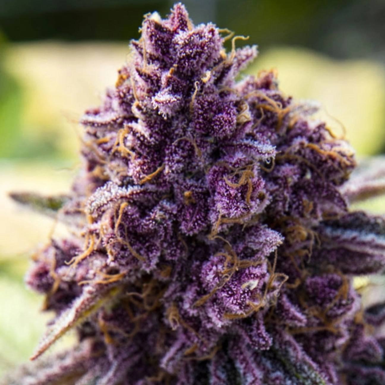 Dankberry – Anesia Seeds – Feminizowane