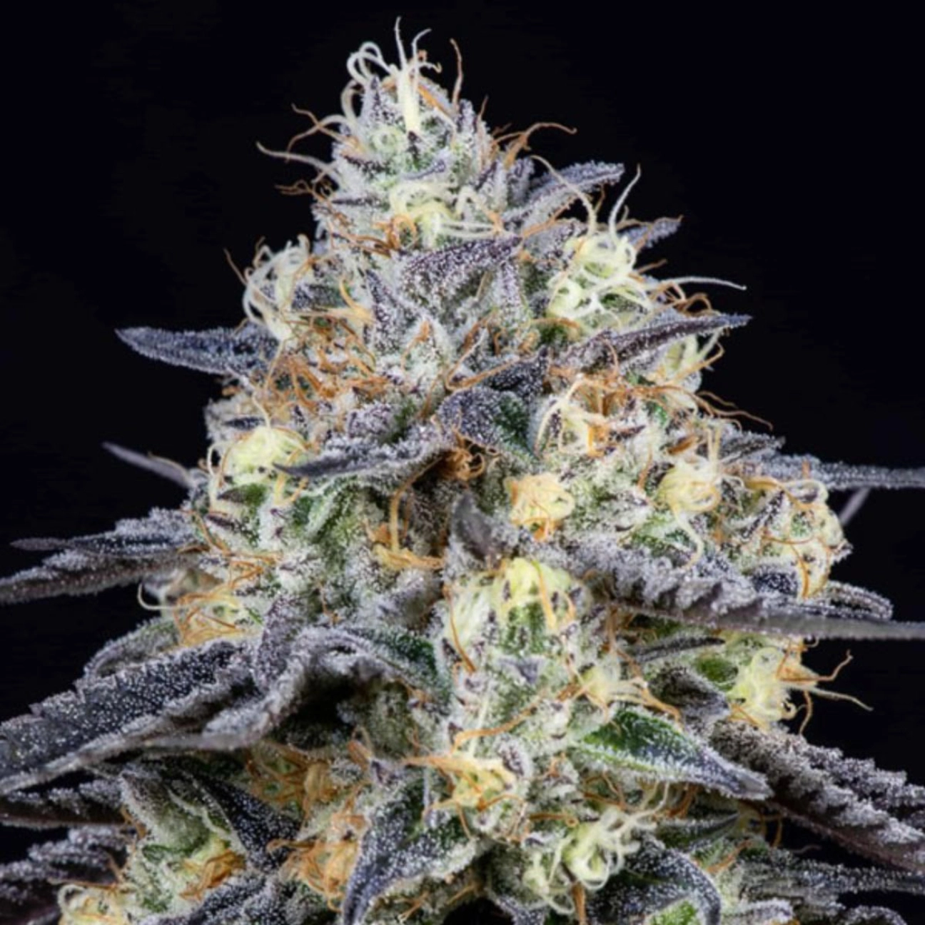 Foster – Anesia Seeds – Feminizowane