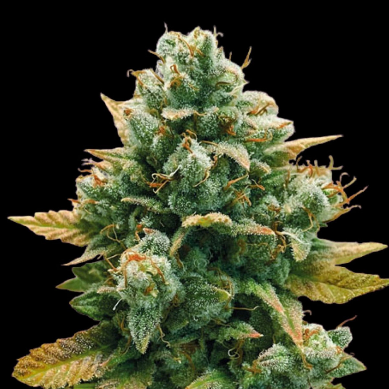 GODFATHER BOMB – Bomb Seeds – Feminizowane