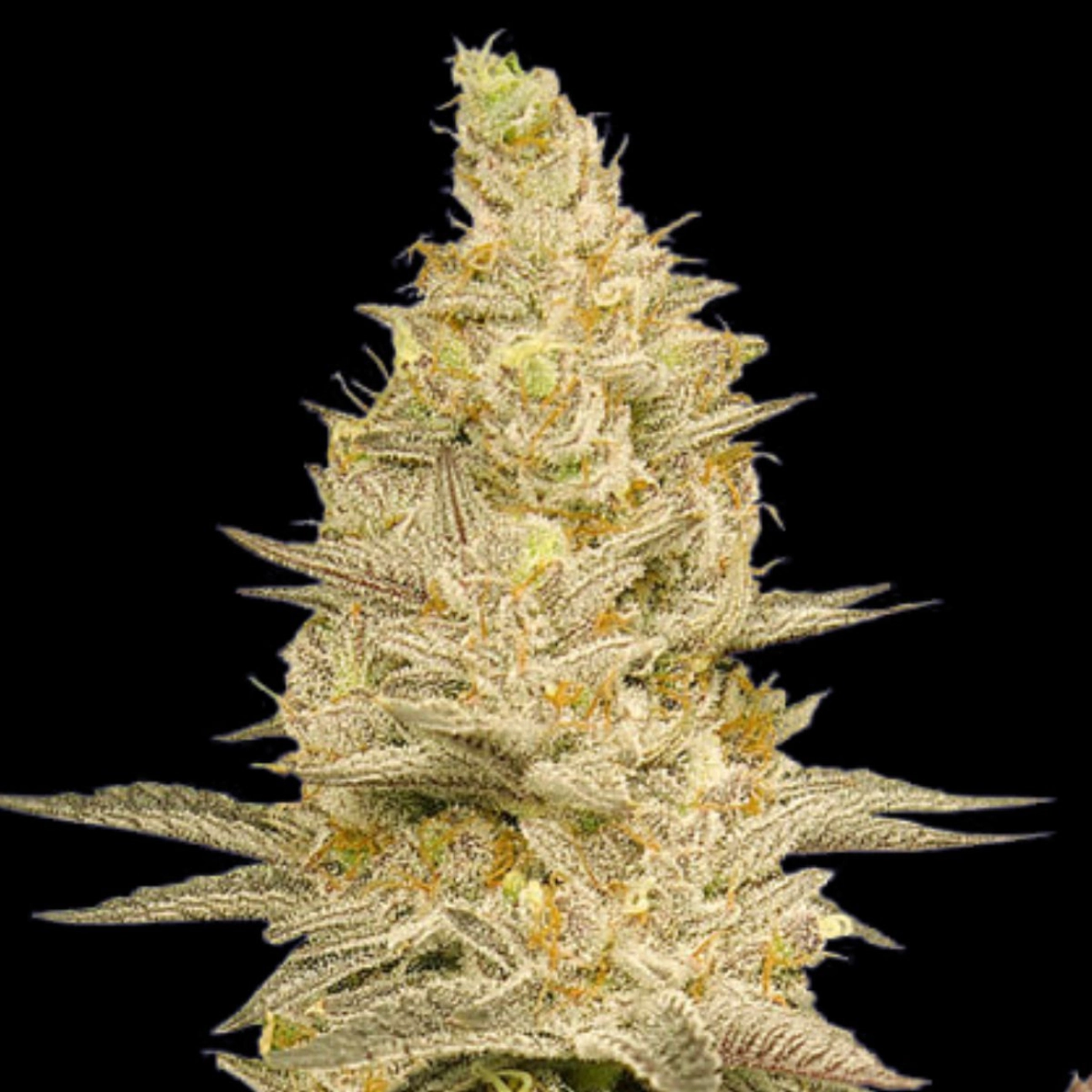 GLOOKIE BOMB – Bomb Seeds – Feminizowane