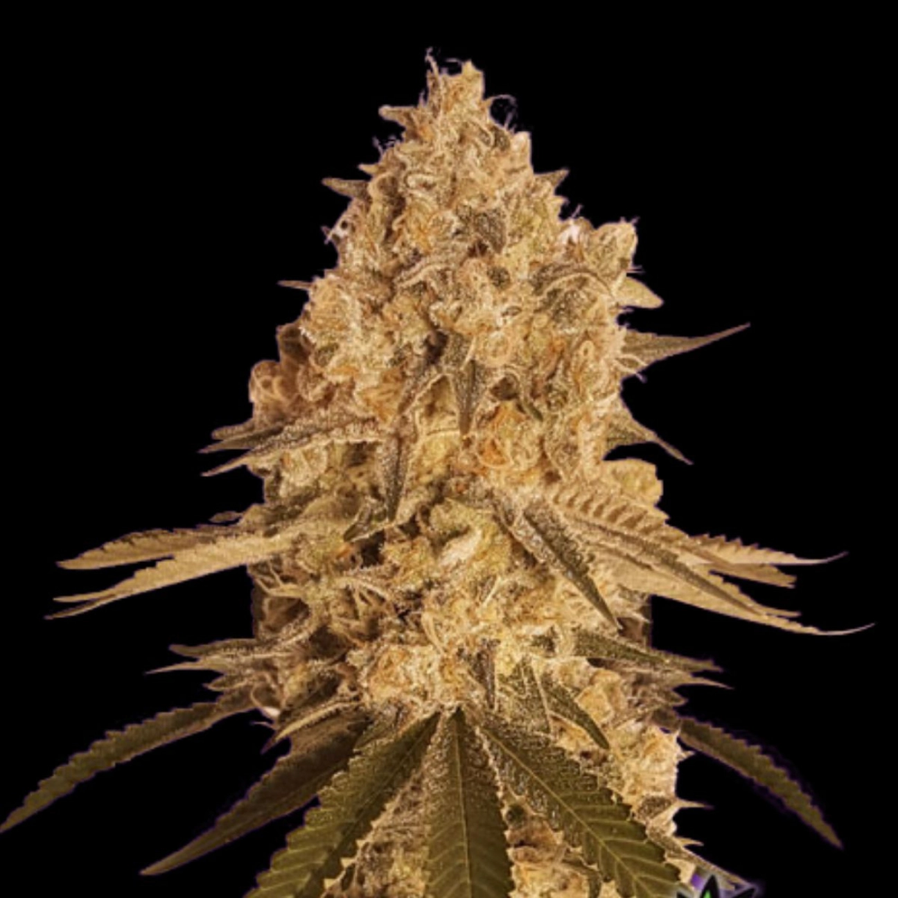 BAKED BOMB – Bomb Seeds – Feminizowane
