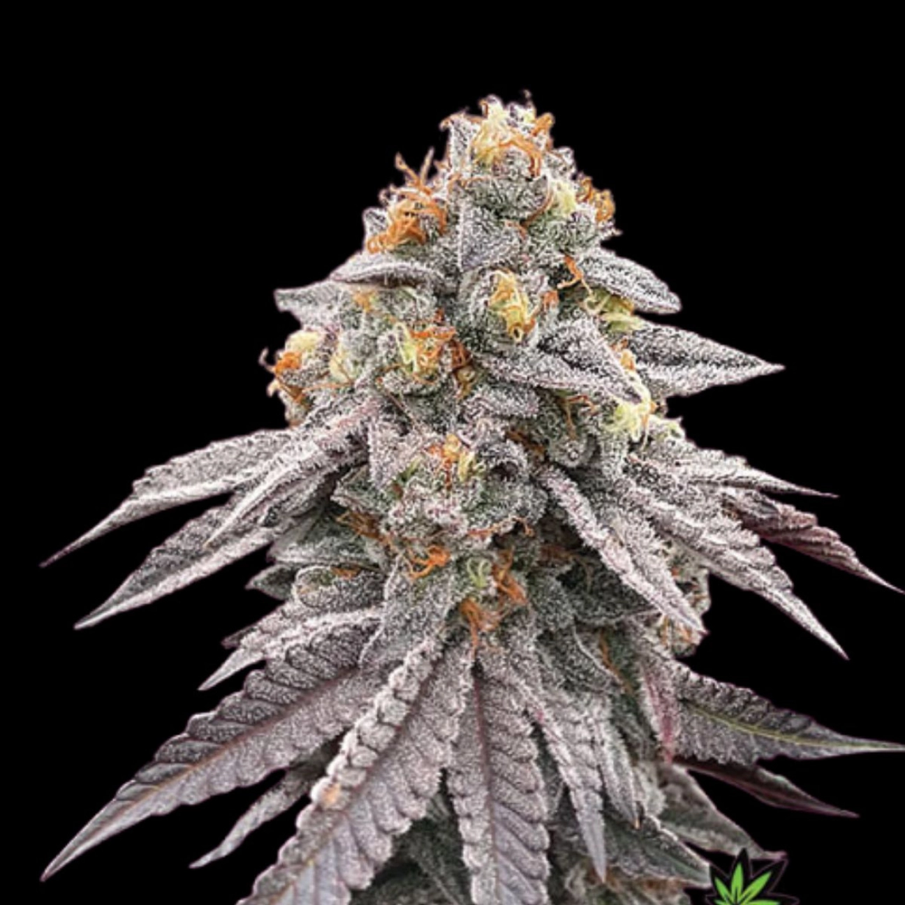 RUNTZ BOMB – Bomb Seeds – Feminizowane