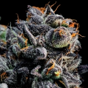 Auto Blueberry Banana Autoflowering cannabis flower bud by Anesia Seeds