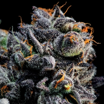 Auto Blueberry Banana Autoflowering cannabis flower bud by Anesia Seeds
