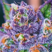 Purple Domina Auto Autoflowering cannabis flower bud by Anesia Seeds