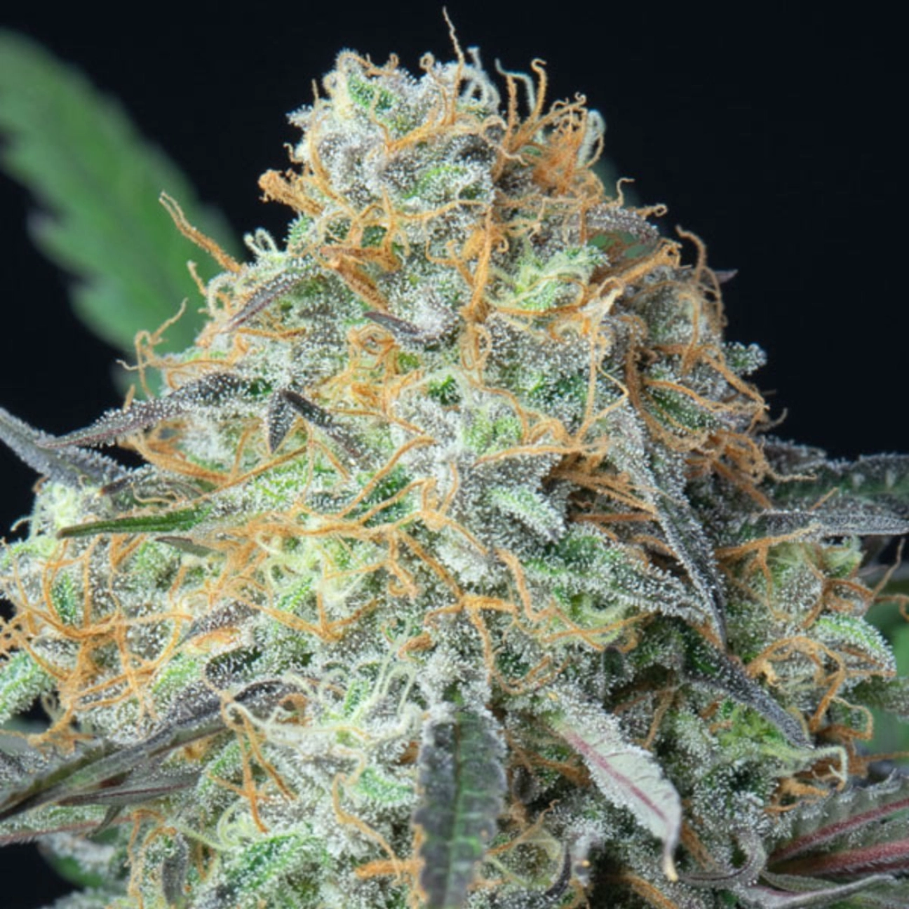 Rainbow Donut Auto – Anesia Seeds – Autoflowering