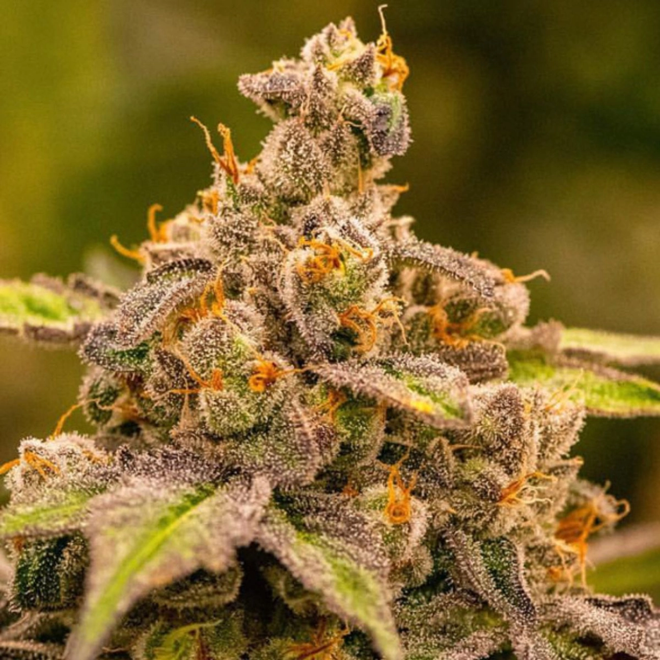 UMME – Anesia Seeds – Feminizowane