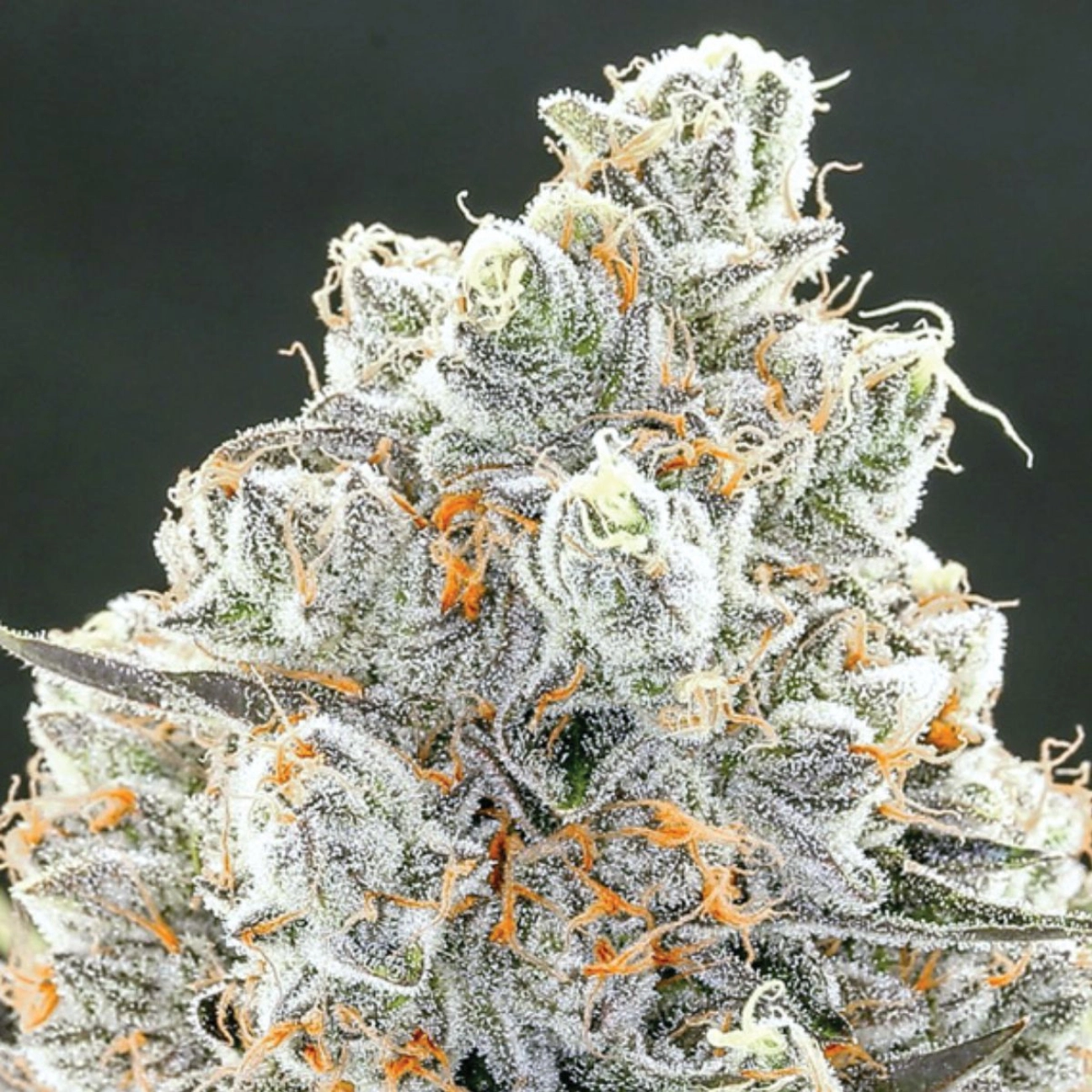 Original Gorilla #4 – Anesia Seeds – Feminizowane