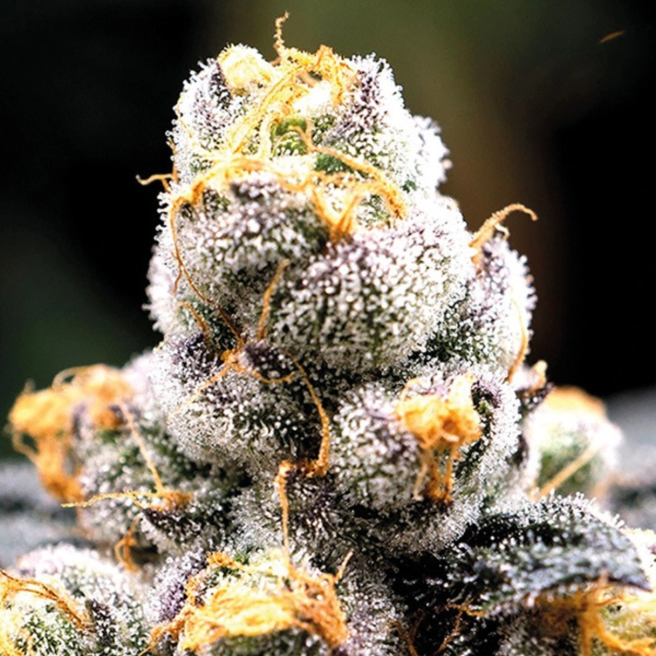 Anesia Scout Cookies – Anesia Seeds – Feminizowane