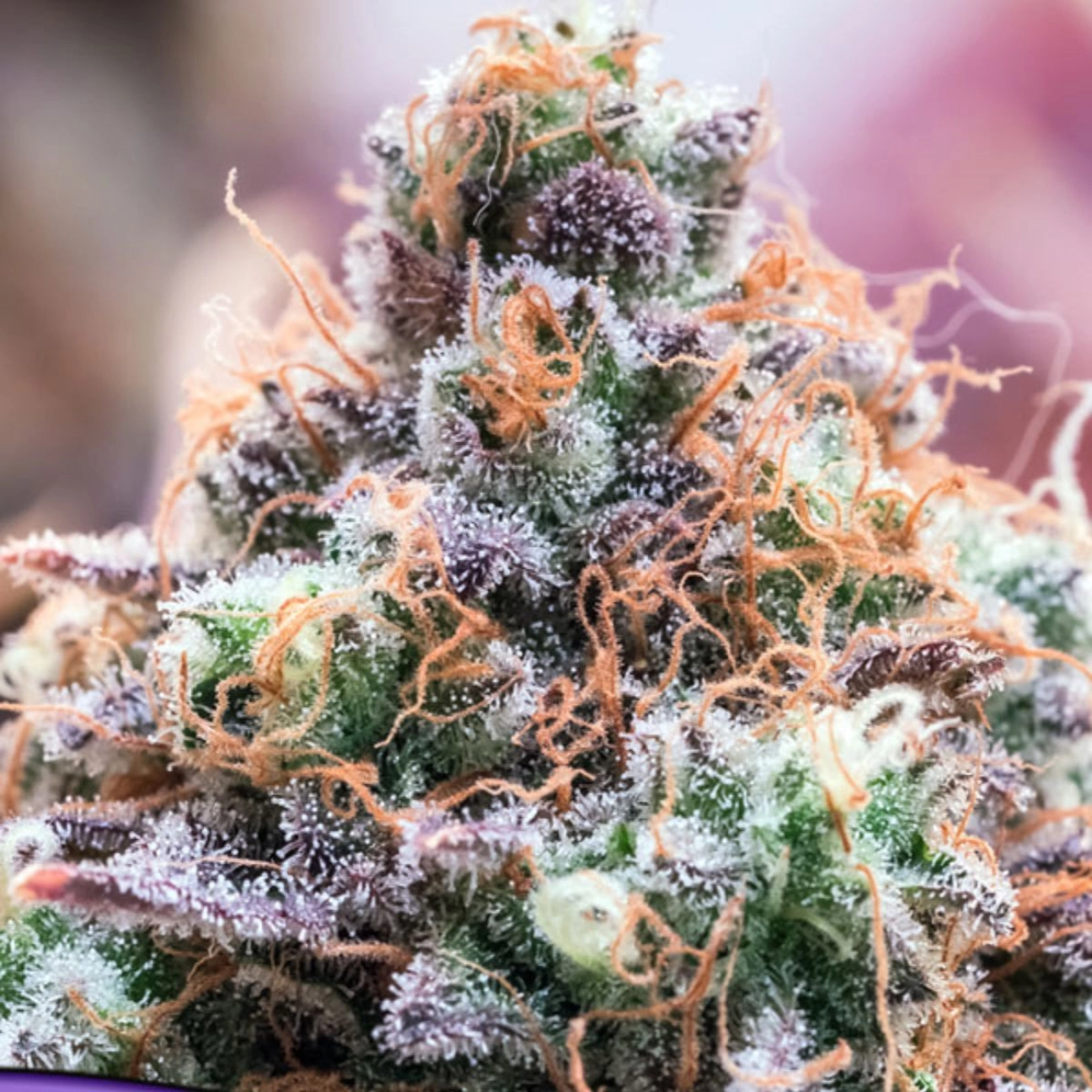 Future Island – Anesia Seeds – Feminizowane