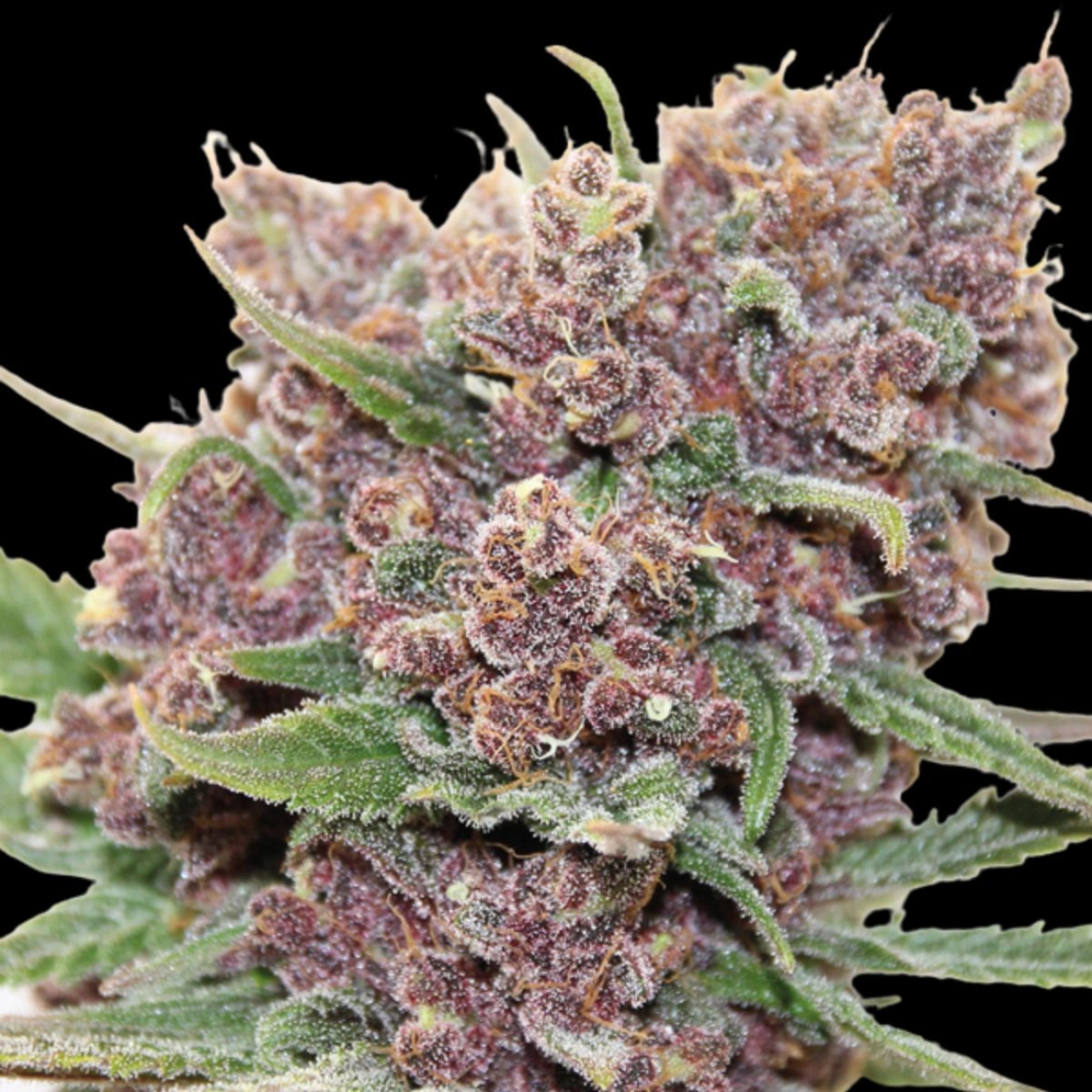Gelato Dream – Anesia Seeds – Feminizowane