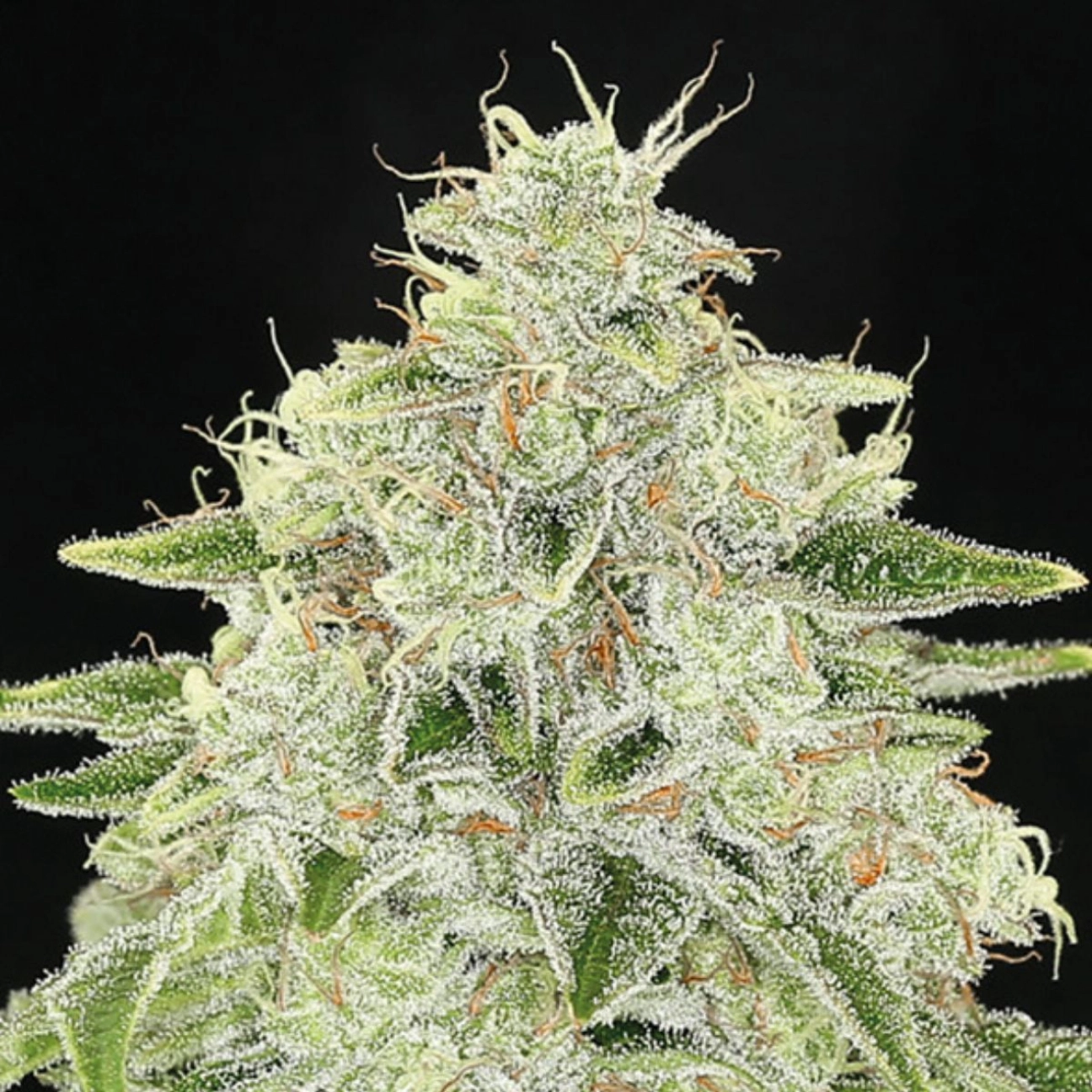 Haze Queen – Anesia Seeds – Feminizowane