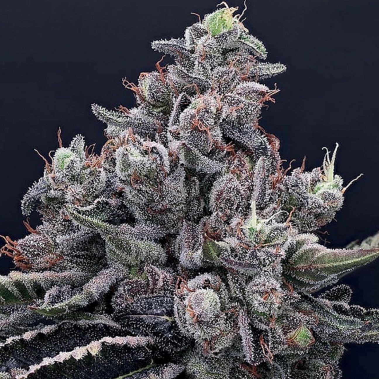 Mob Boss – Anesia Seeds – Feminizowane
