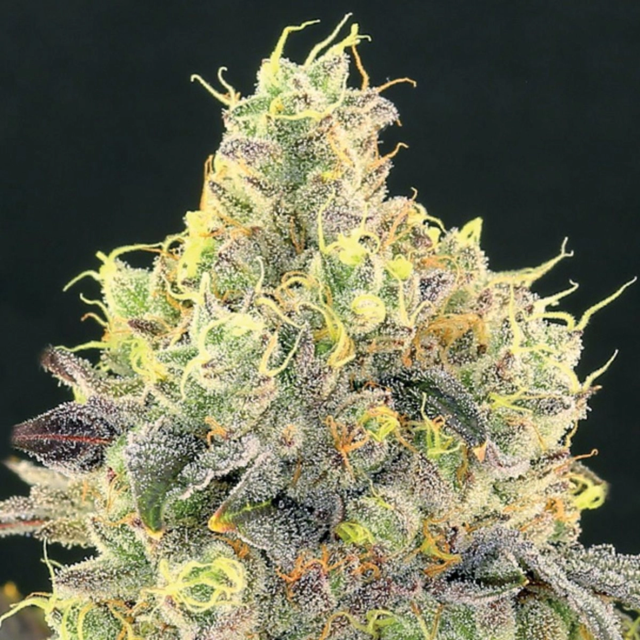 Nova OG – Anesia Seeds – Feminizowane