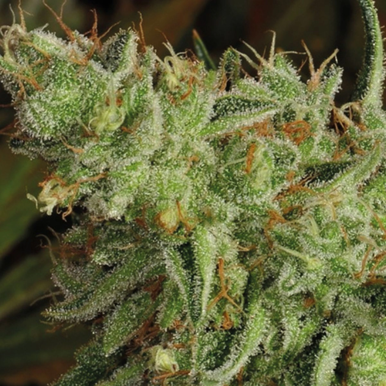 Sour Apple – Anesia Seeds – Feminizowane