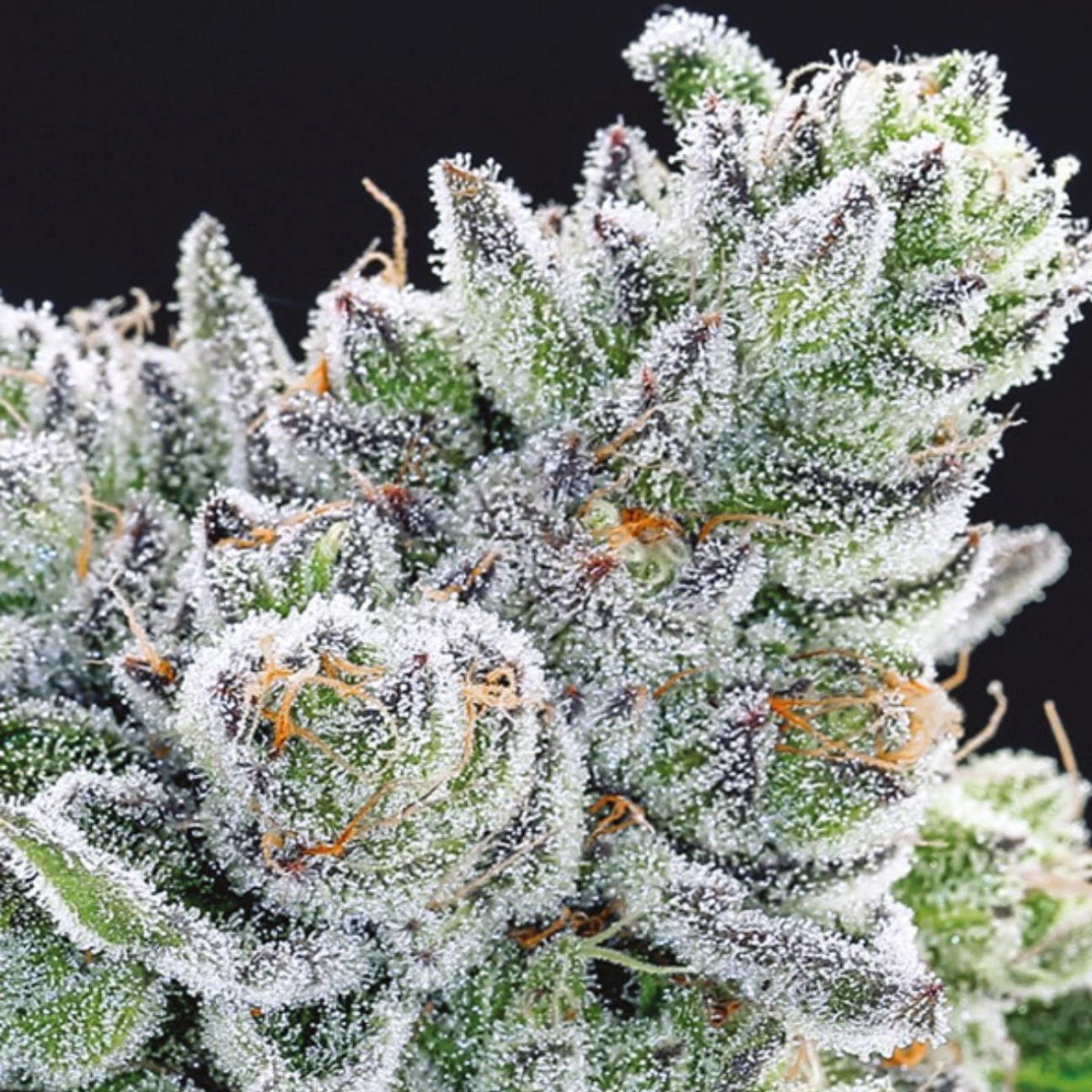 Sour Betty – Anesia Seeds – Feminizowane