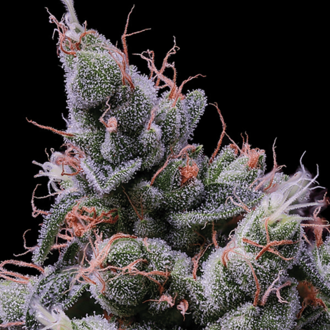 Strawberry Kush – Anesia Seeds – Feminizowane
