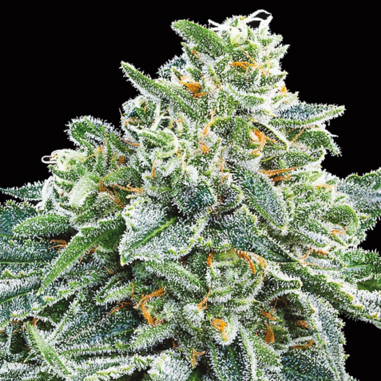 Strawberry Tree – Anesia Seeds – Feminizowane