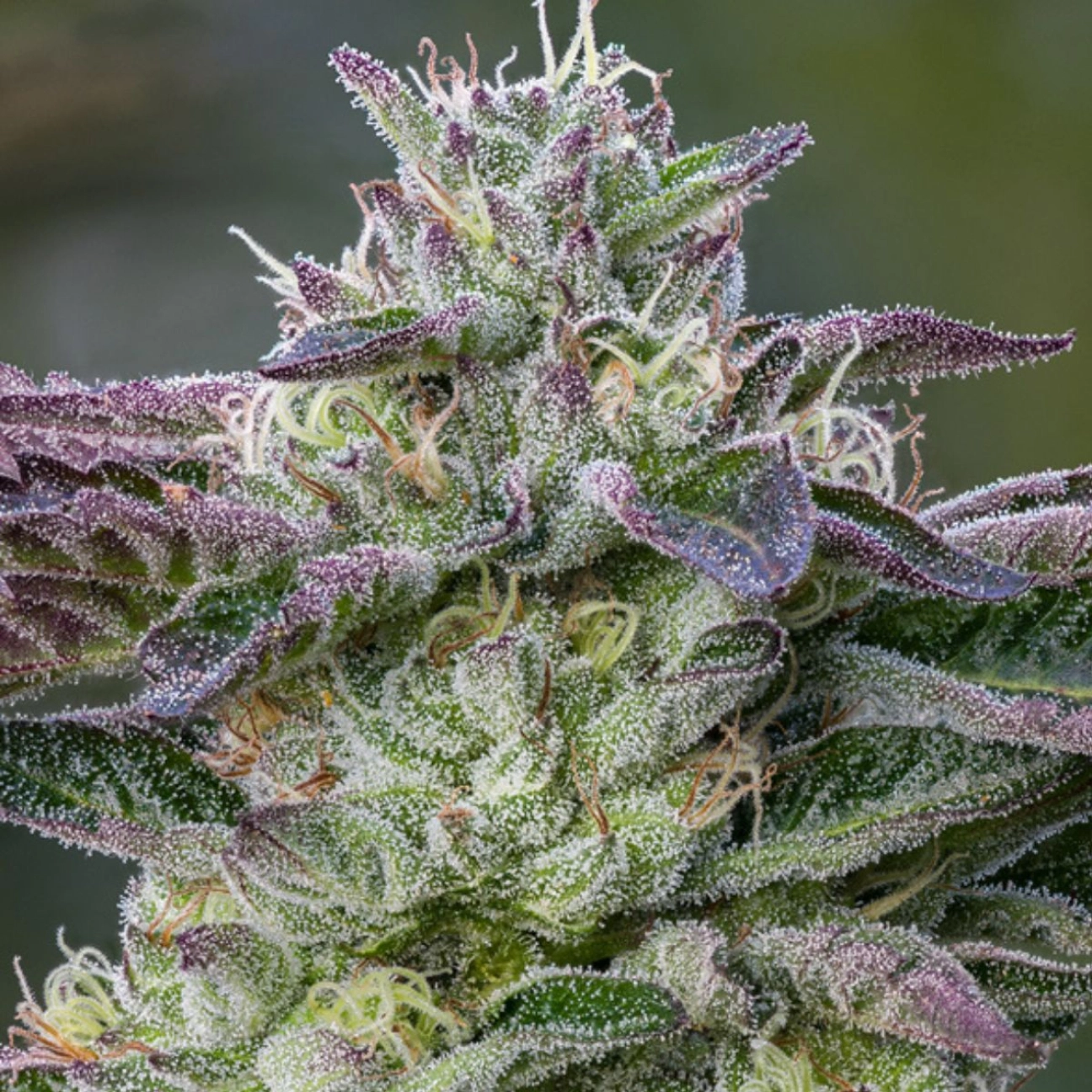 The Sin – Anesia Seeds – Feminizowane