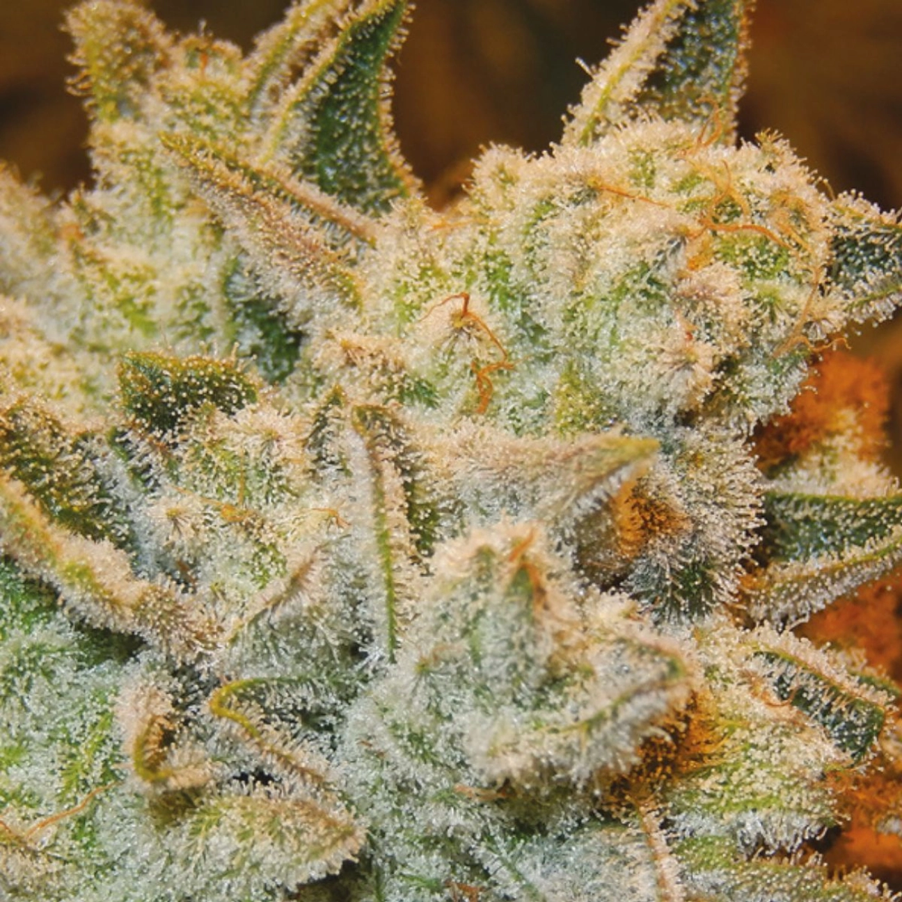 White runtz – Anesia Seeds – Feminizowane