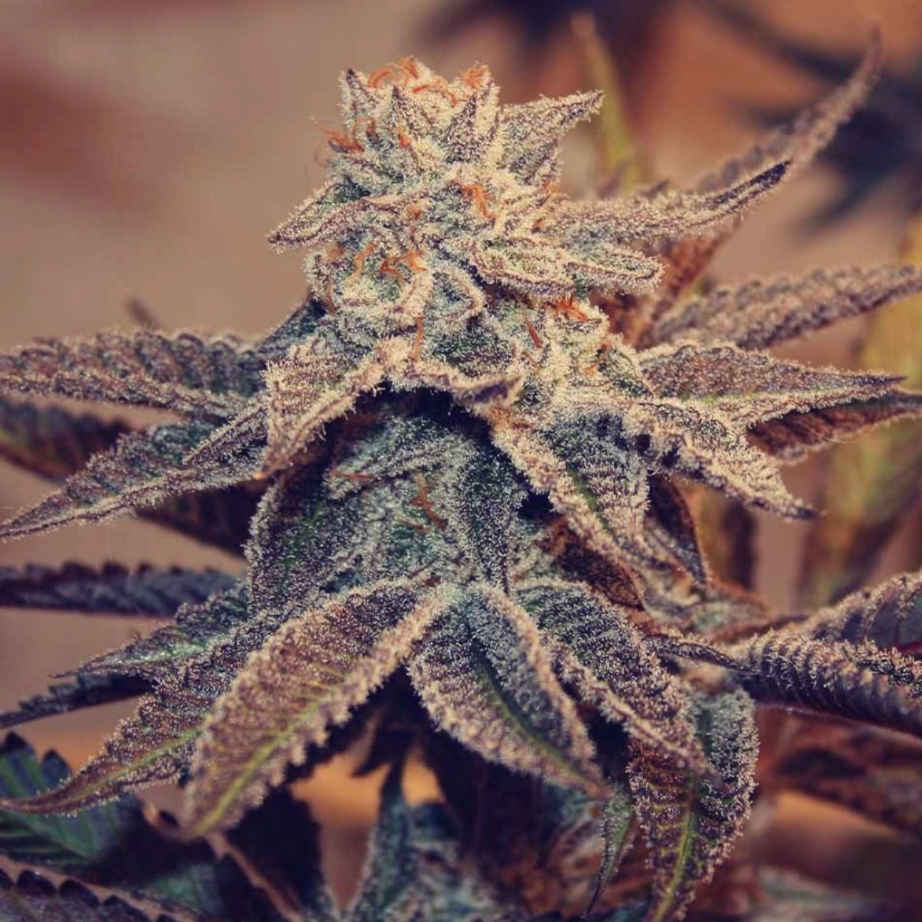 Frozay x Peach Ozz – Perfect Tree Seeds – Feminizowane